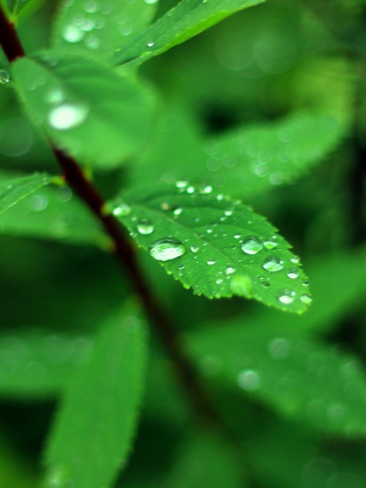 Drops on the leaves