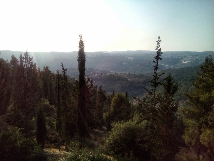 Forest.