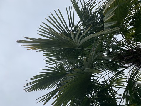 tropics, arecales háttérképek
