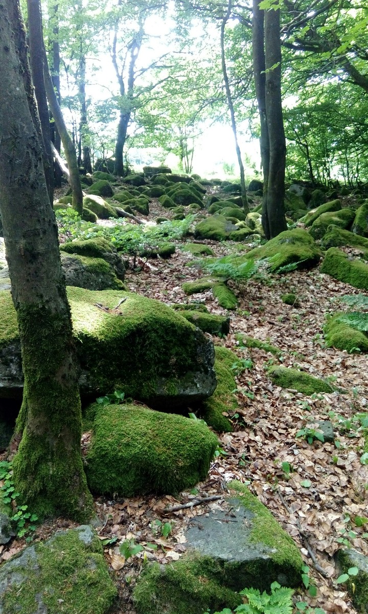 wald