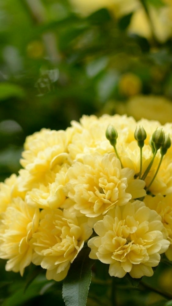 A.R