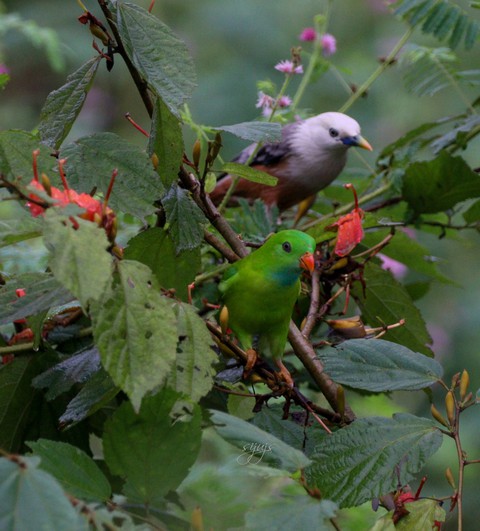 Cutie birds