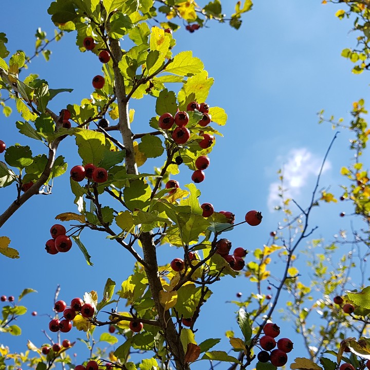nature, green, blue