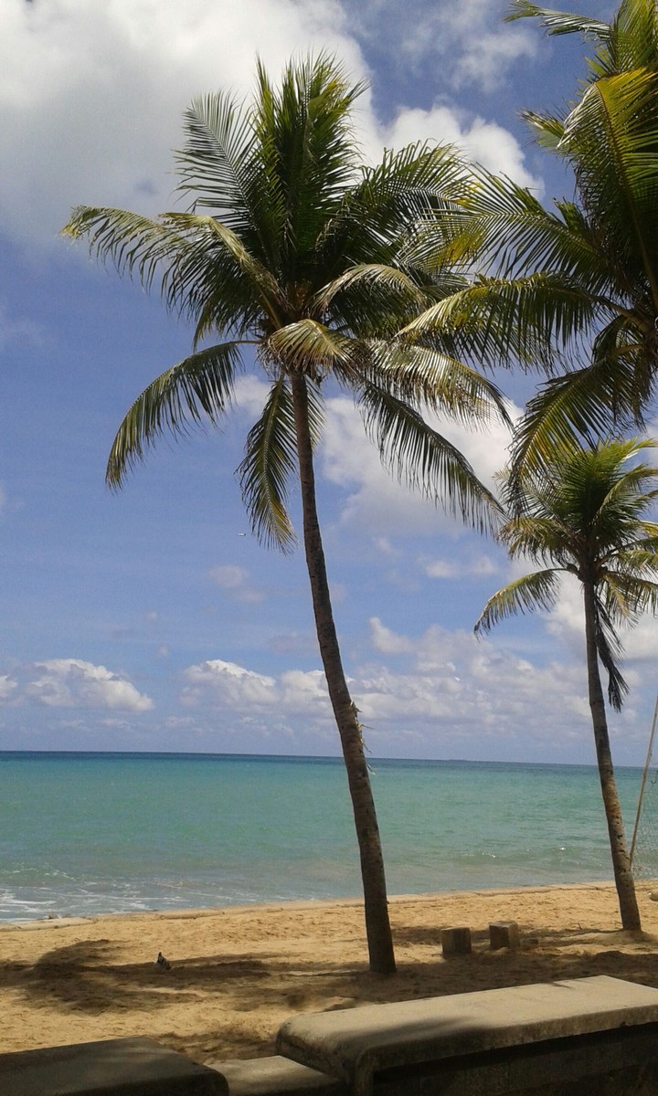 Palmeras en la playa