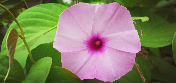 gonda flower