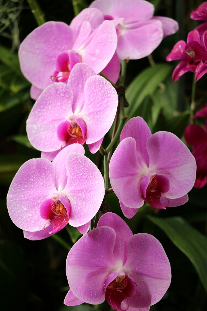 orchids