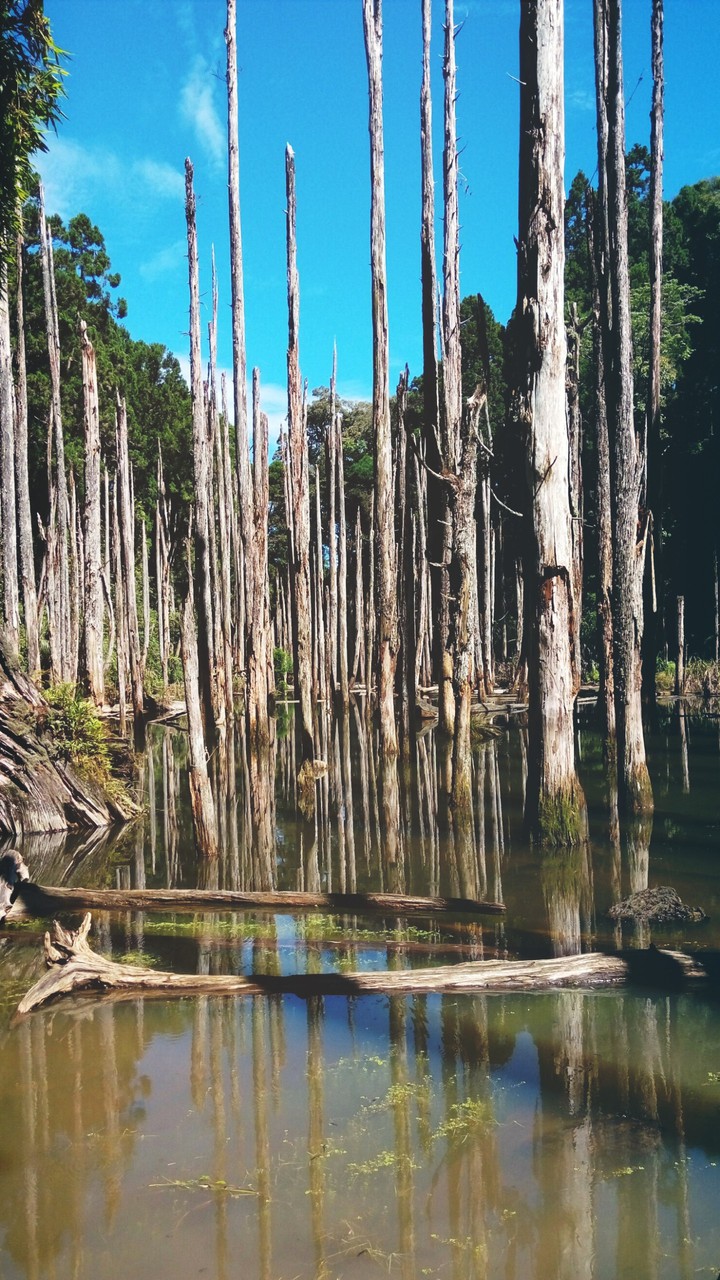 Wangyou Forest