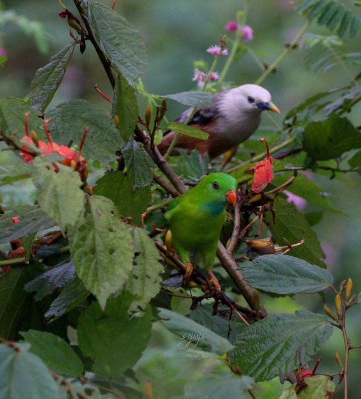 Cutie birds