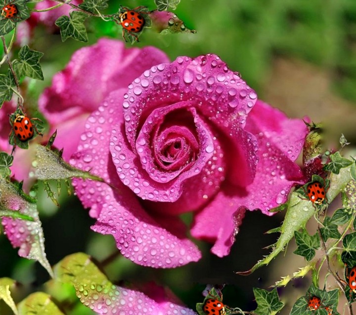 Roses