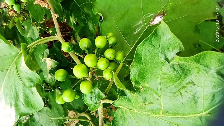 greeny