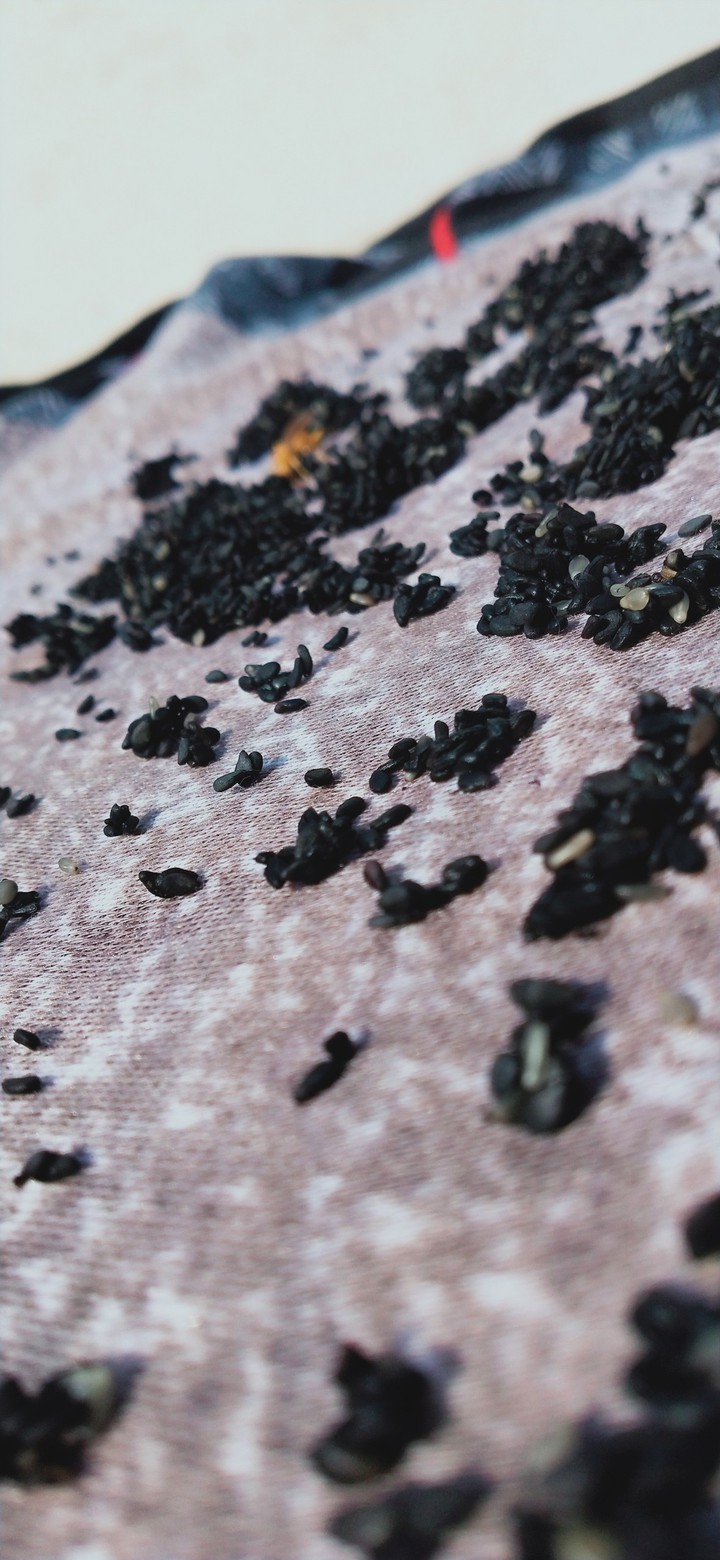 Sesame seeds