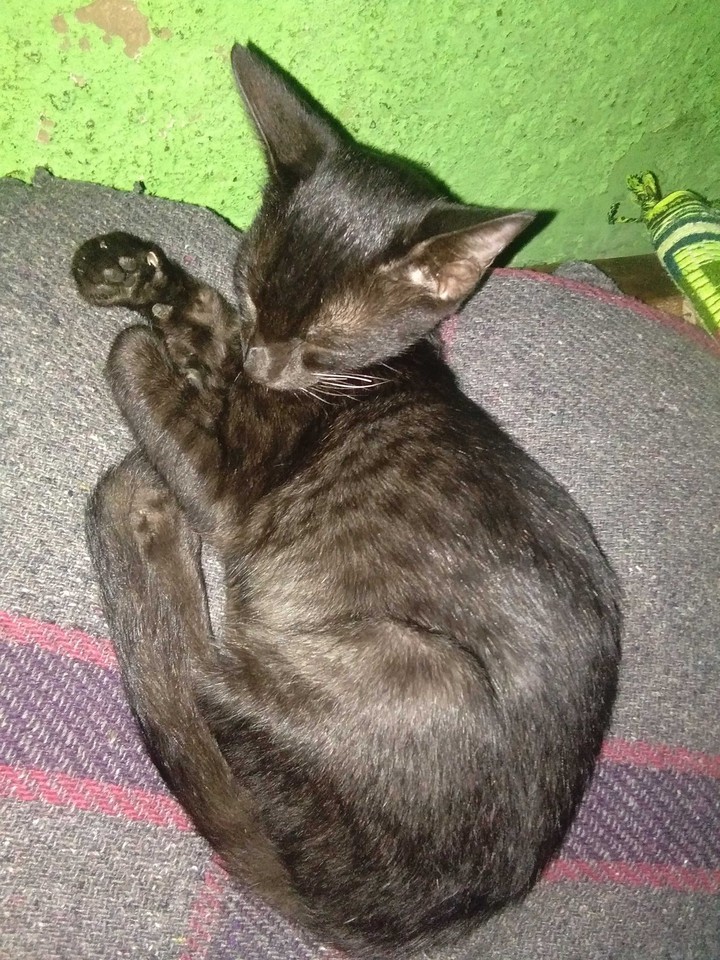 Black panther