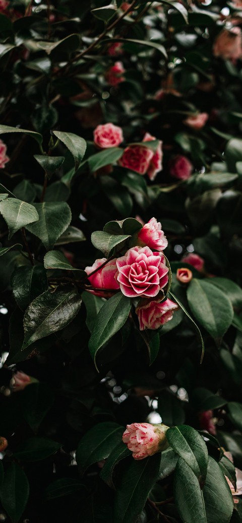 petal, flower वॉलपेपर