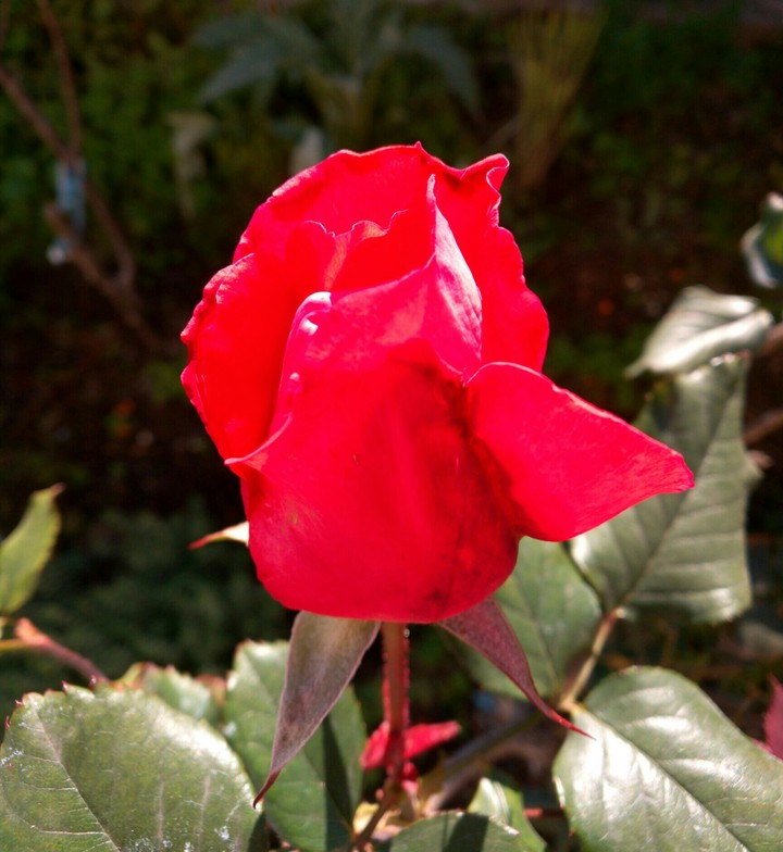 flower