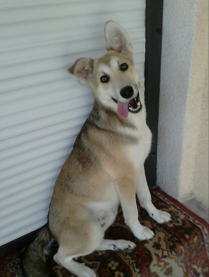 Dog