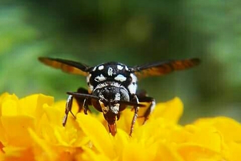 Nature ....