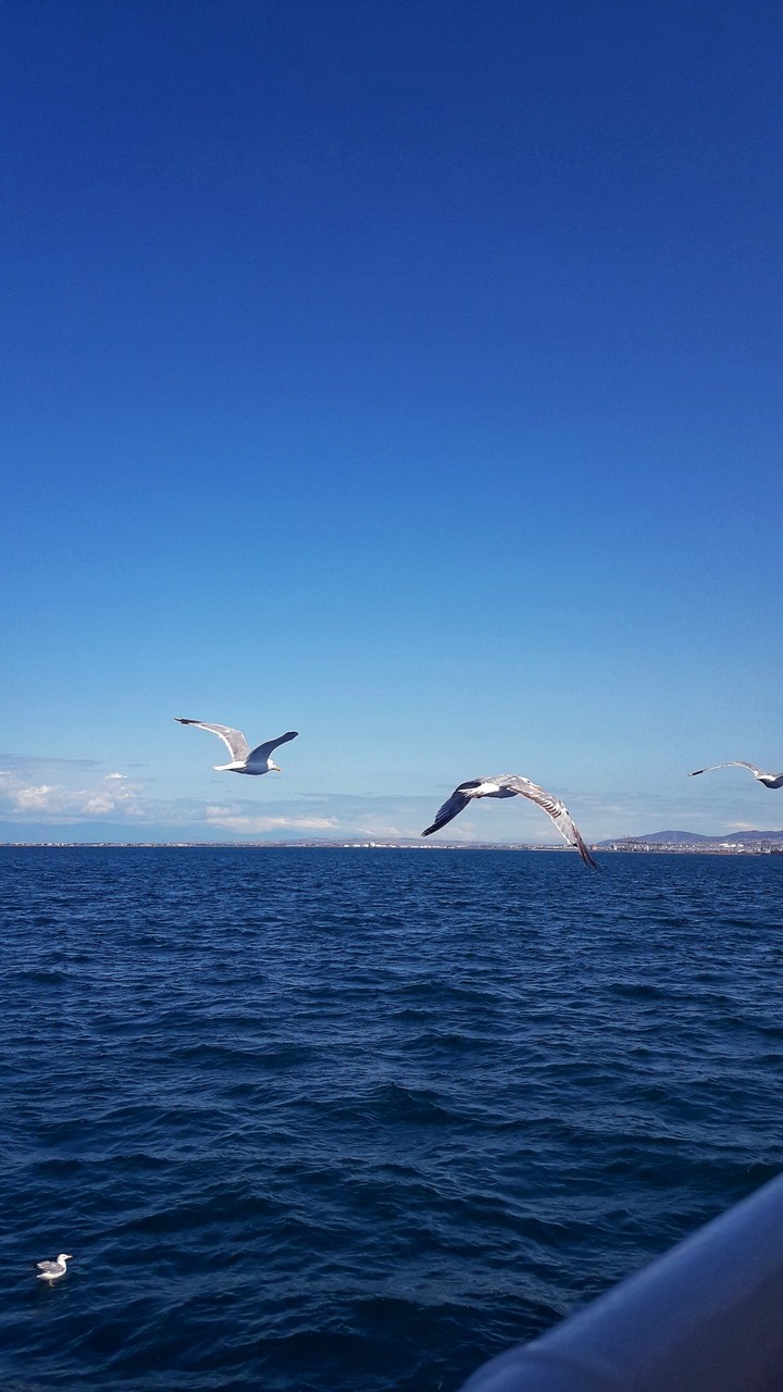 Seagulls