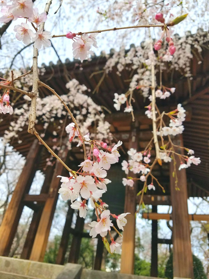 桜と鐘2