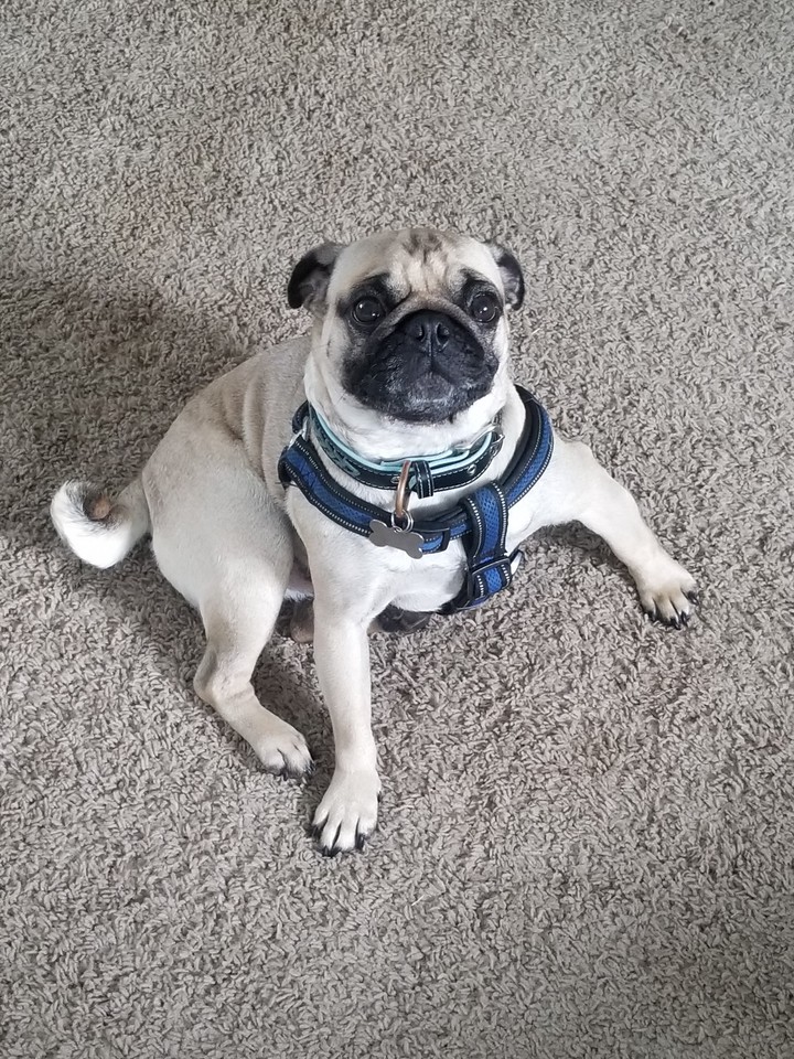 rico