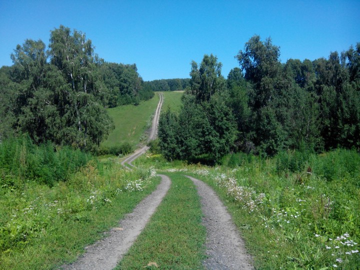 Forest