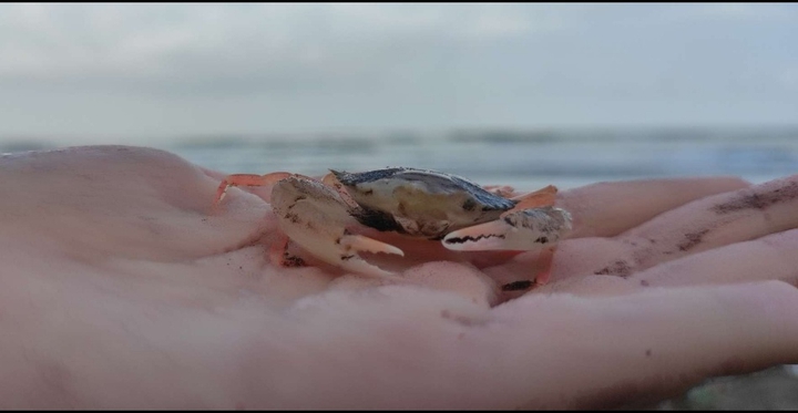 Mr. Krabs