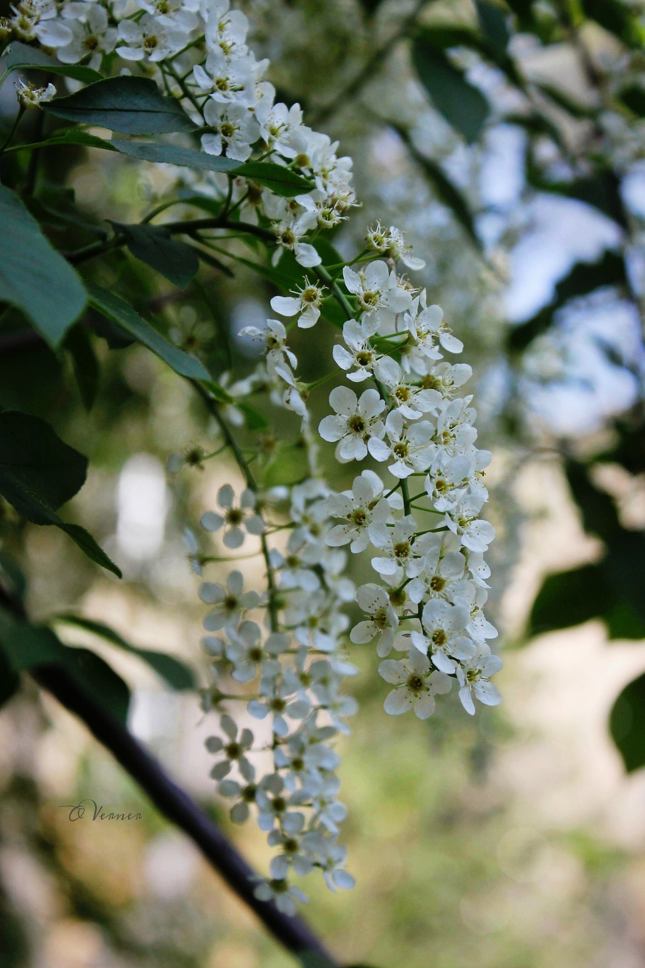 sfondi flowers, Bloom
