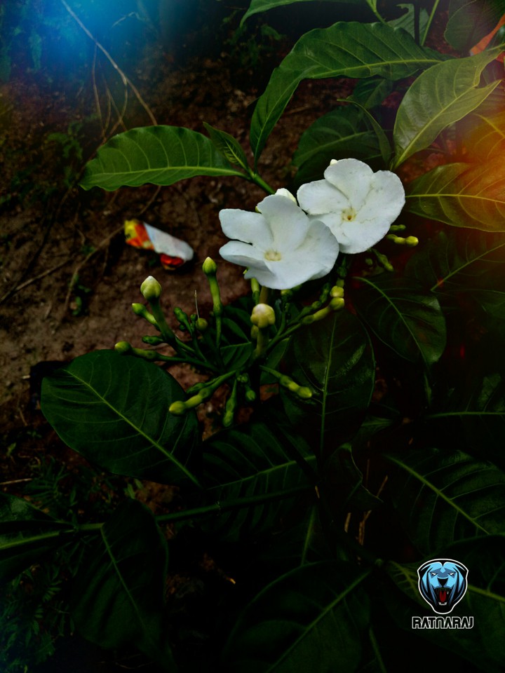 guess the flower if you can then hit like