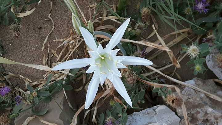 flower