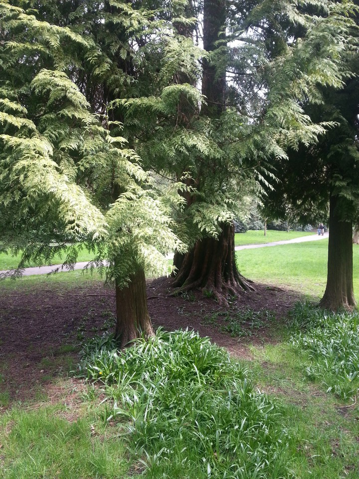 Nature