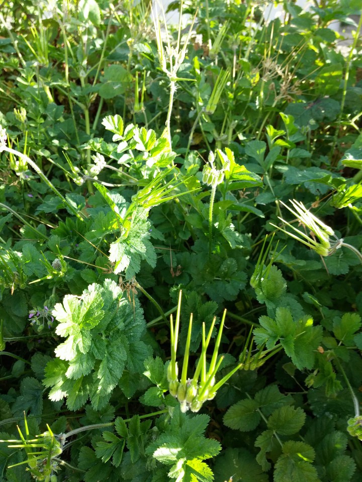 planta-garfo