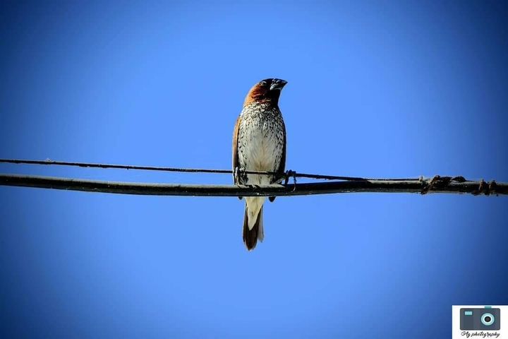#1stpost
Random click of sparrow 