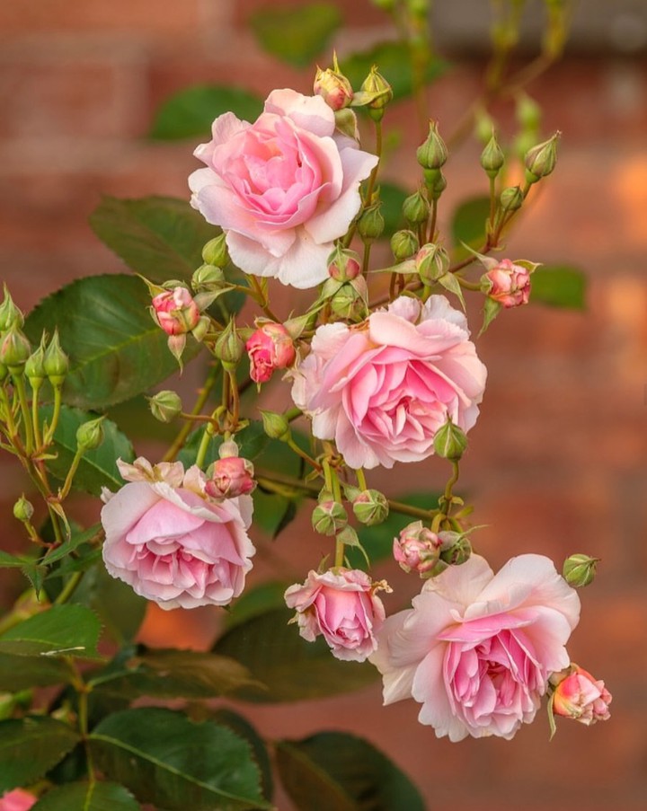 Roses