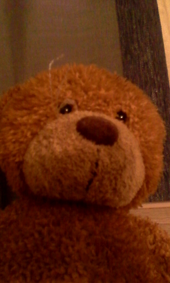 Bear3