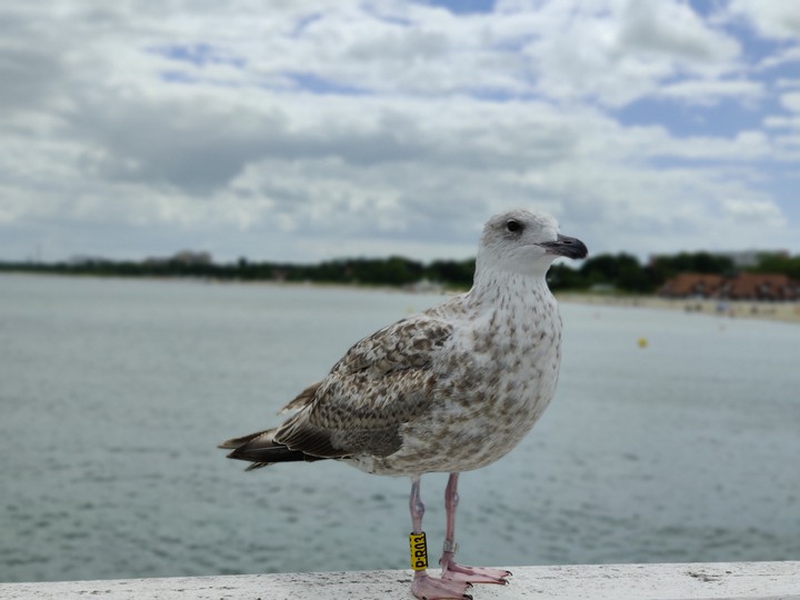 baltic sea Seagull