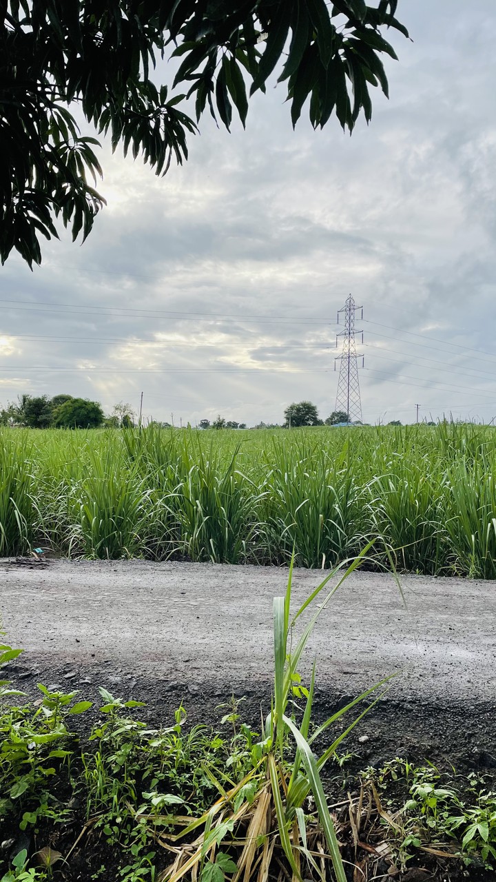 farm