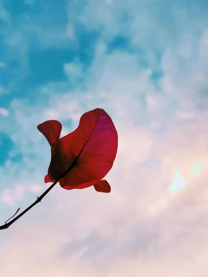 flower