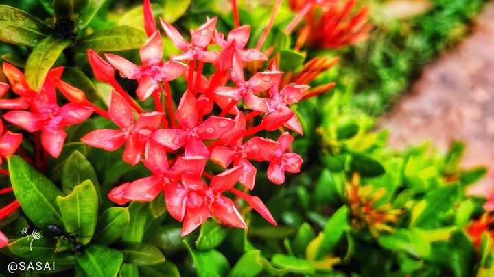 Floral materpeice