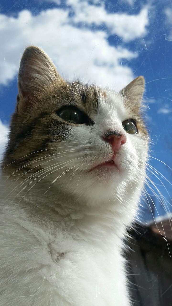 kedi