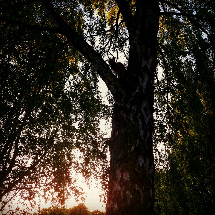 cat in a tree
