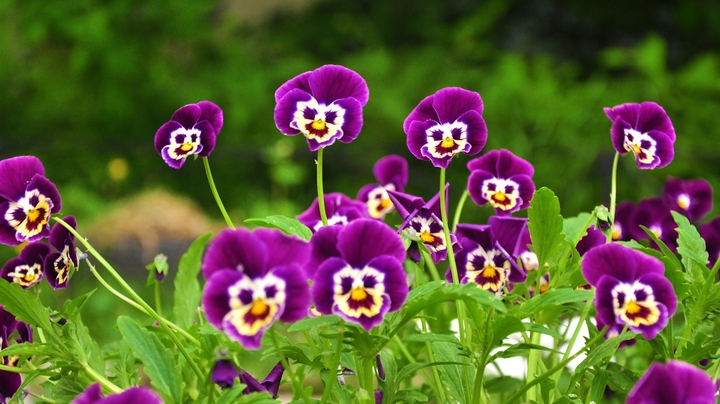 smiling flowers