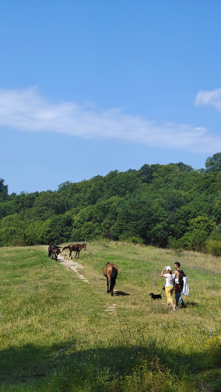 horse