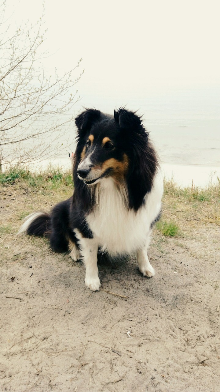 collie dog