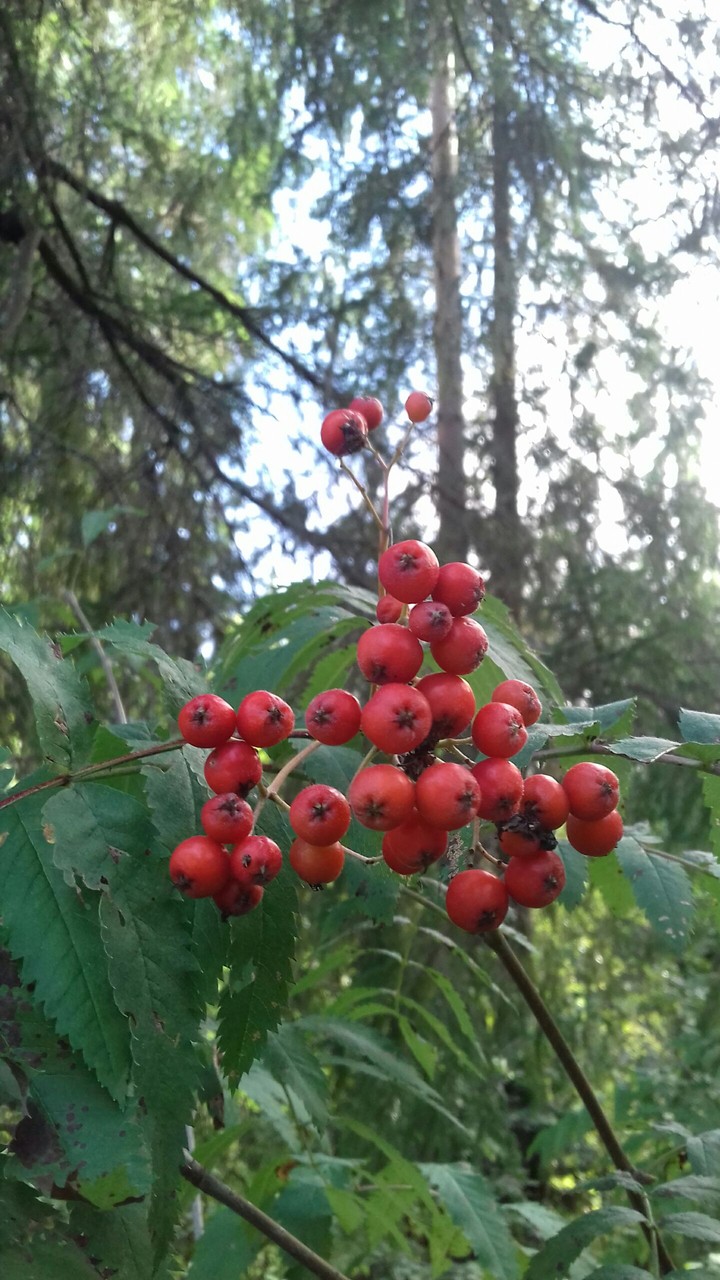 berry