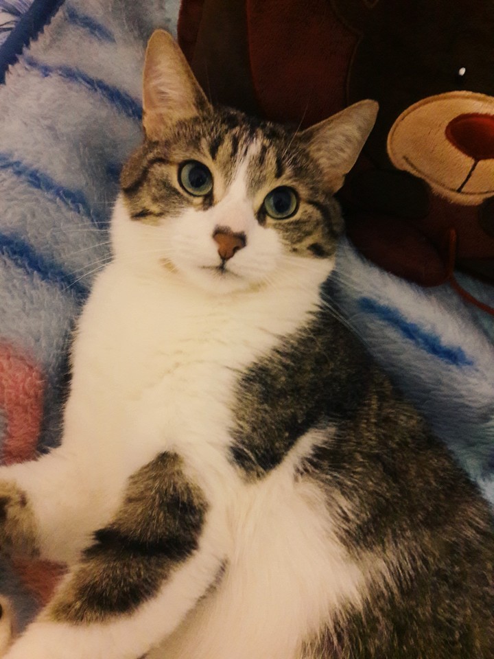 My  cat ❤