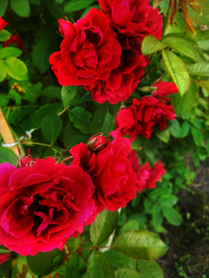 roses