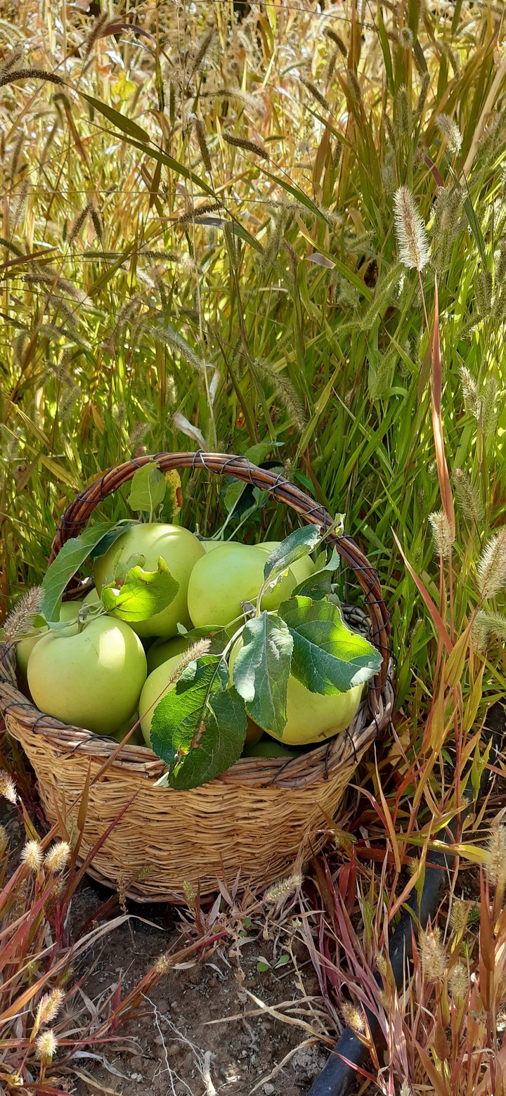 green apple ?