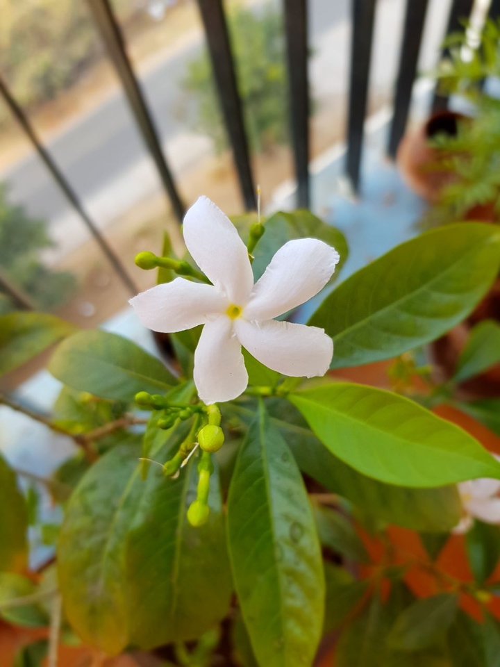 white flower