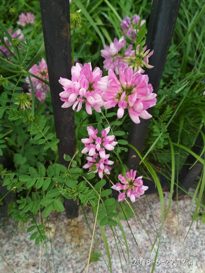 Clover