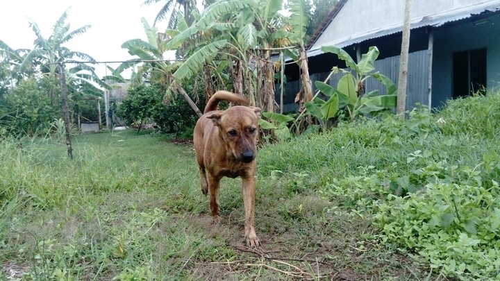 dog