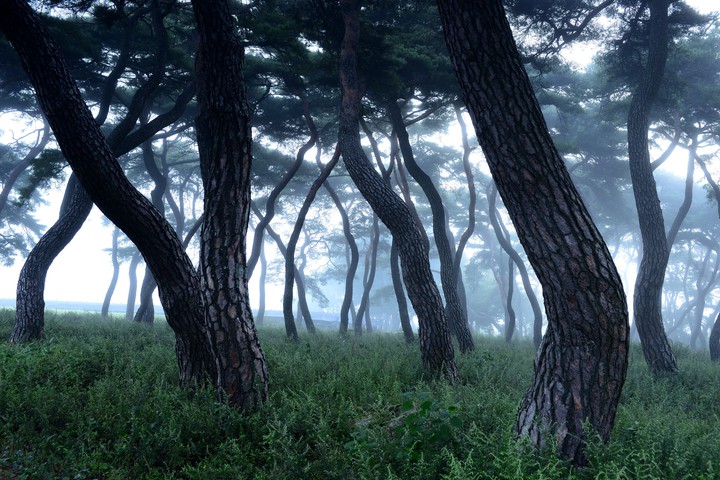 소나무